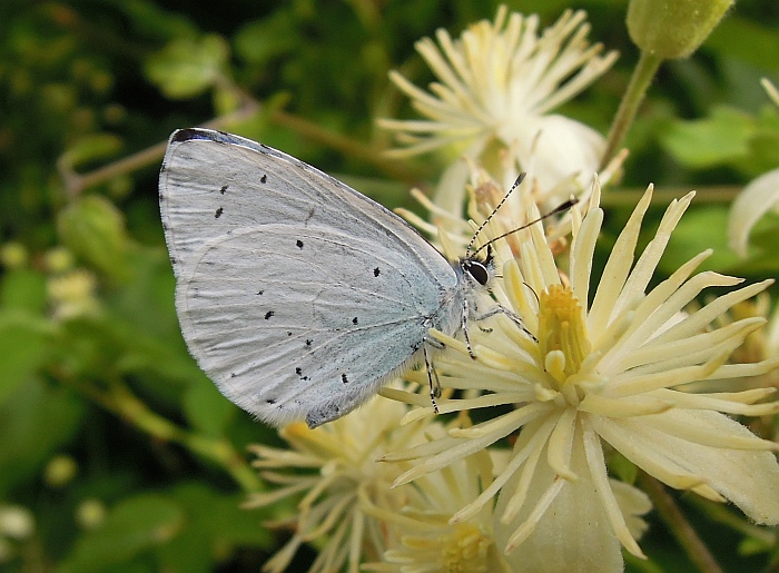 Celastrina argiolus?